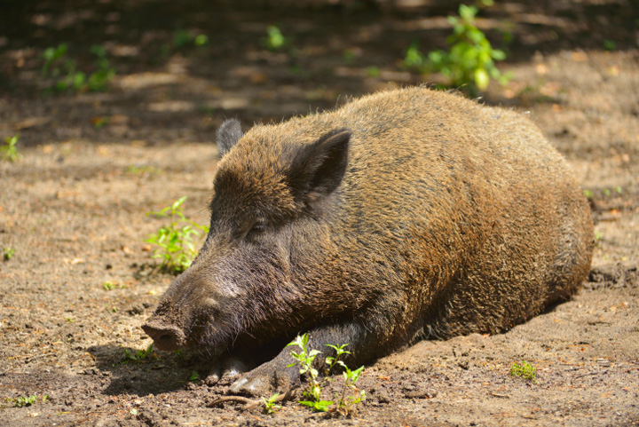 Tracking tuskers: new website allows Saskatchewan to keep tabs on wild boar.
