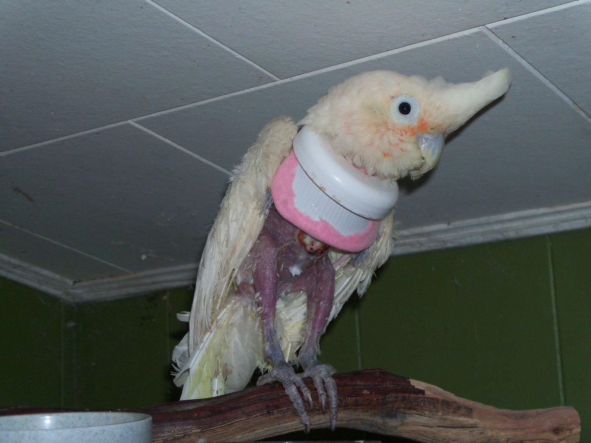 An abused parrot named 'Casper' recovers at Diane Dwyer's bird sanctuary in Chalk River, Ontario. 