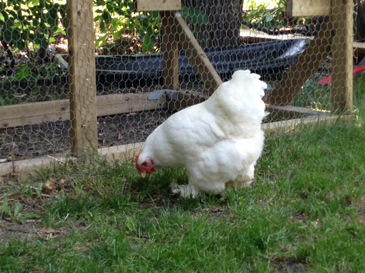 Stacie Gottfried is fighting city hall to keep her five chickens in her North Kildonan backyard.