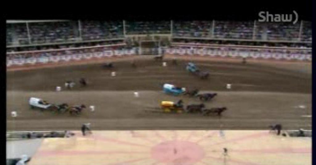 An outrider horse in Friday night’s chuckwagon race has collapsed and died.
