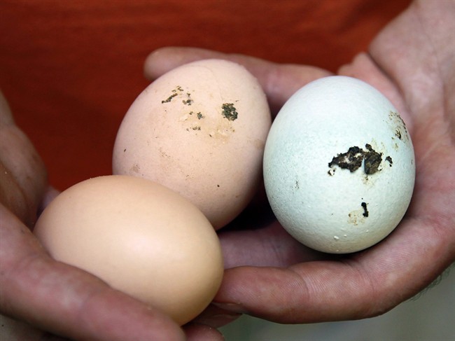 Salmonella outbreak traced back to food truck - image