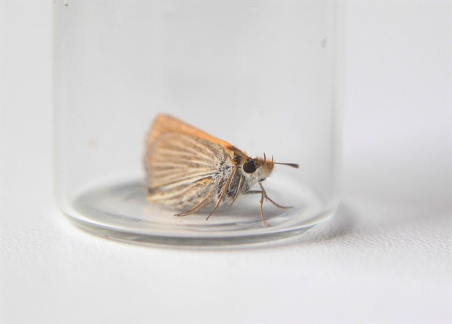 Dying butterfly the ‘canary in a coal mine’ - image