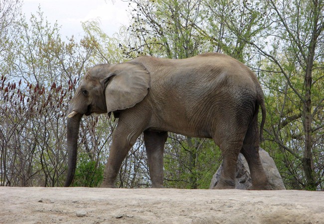 Former Toronto Zoo elephant Thika walks around its enclosure in this May 12, 2011 file photo.