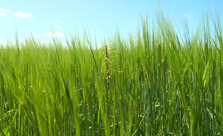 Warm weather continues to help advance crop development, according to Saskatchewan crop report.