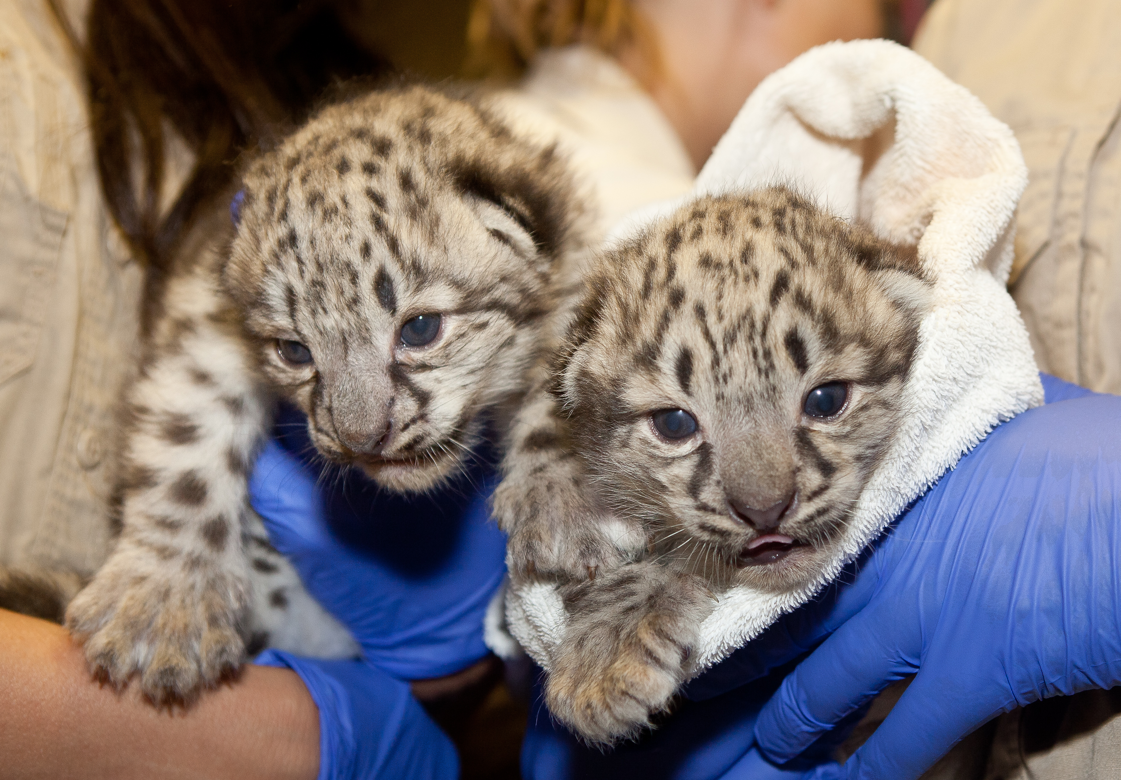 snow leopard babies