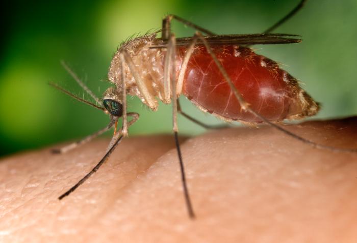West Nile detected in Sask. mosquitoes - image