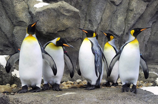 King penguins look around their new pen during opening day of the Penguin Plunge exhibit at the Calgary Zoo in Calgary, Alberta on Feb. 17, 2012.