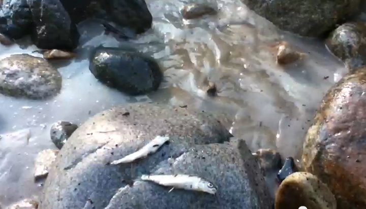 Dead juvenile fish and contaminated water are shown in the Slocan River following a fuel spill upstream. 