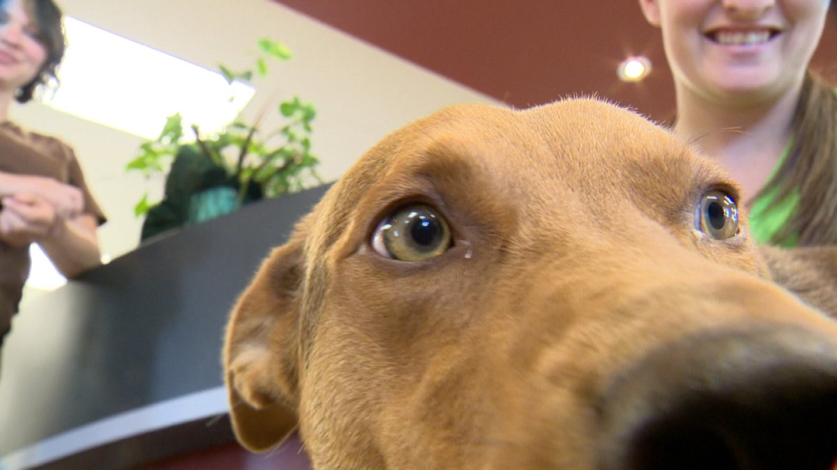 The Moose Jaw Humane Society and animal clinic are speaking out about neutering your pets at home. 