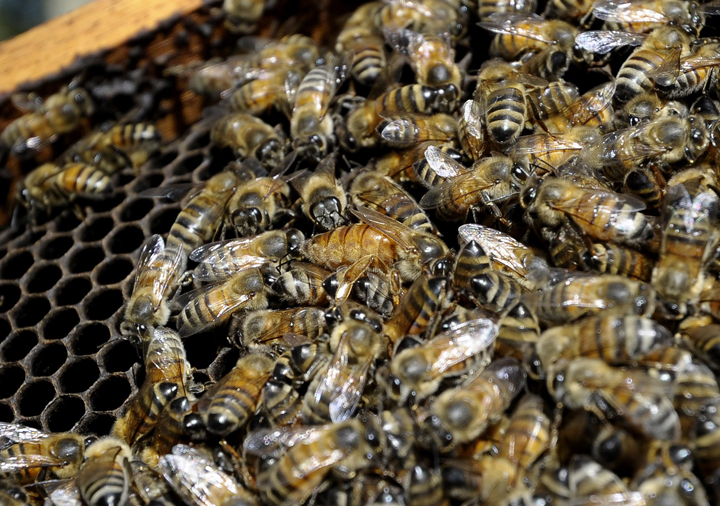 File - View of a bee queen in a honeycomb frmae at an apiary in an island of the Parana delta, near Ibicuy, Entre Rios, Argentina, some 170 km north-east of Buenos Aires on April 16, 2013.