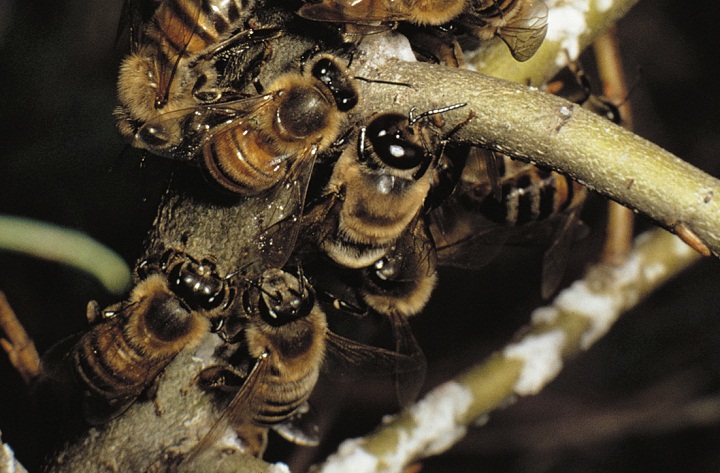Western honey bee or European honey bee (Apis mellifera), Apidae.