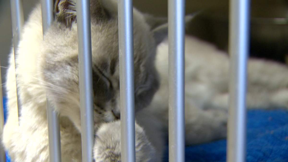 Saskatchewan ranks low for animal abuse laws - image