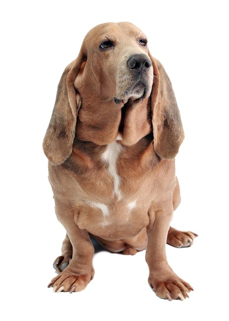 A foster home is a place where pets get a chance to heal or come
of age or learn how to be social. It leaves room at the shelter for
another dog or cat. Fostering is hard work and takes time, patience
and dedication, but knowing you are raising and training a pet for
someone else can be equal parts gratification and heartbreak.
