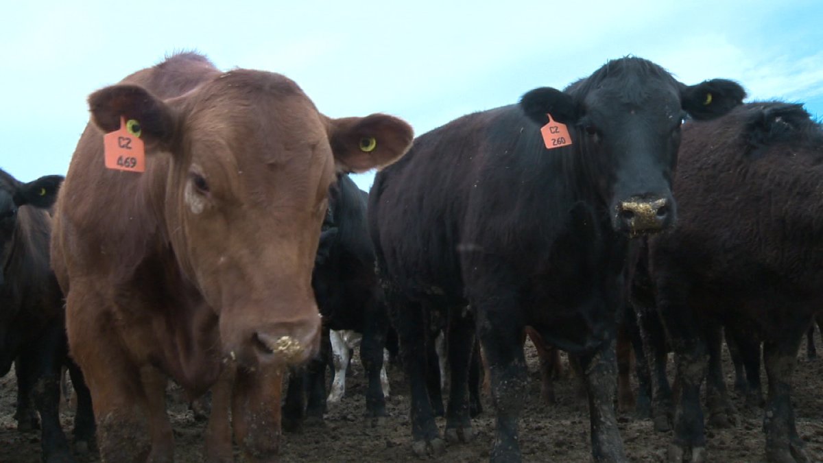 Beef import levy to support marketing & research - image
