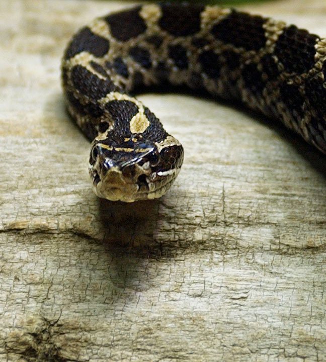 The Massasauga Rattlesnake is Ontario's only poisonous snake and is found primarily along the eastern side of Georgian Bay and along the Bruce Peninsula.