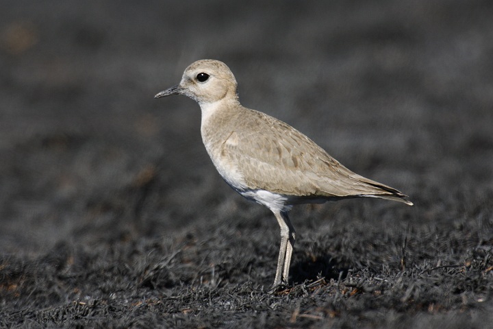 In Canada, the endangered Mountain Plover breeds in southern Alberta and Saskatchewan, nesting  on bare ground. The loss of native short-grass prairie, and degradation from cultivation, urbanisation, over-grazing, is believed to be a factor in large the decrease of their abundance. 