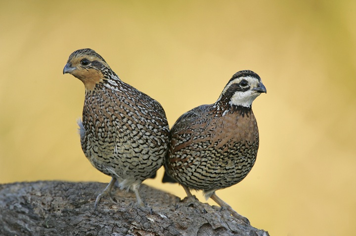 In Canada, the Northern Bobwhite is native to southern Ontario grasslands and savannahs and it is generally believed that only natural population is on Walpole Island near Windsor, ON and perhaps the adjacent mainland. The small grouse was listed as endangered in 1994 by the Committee on the Status of Endangered Wildlife in Canada and reaffirmed in 2003. According to Birdlife, over 20 million were recently being killed annually by hunters. Other major threats such as pesticides, herbicides, forestry and lack of prescribed fires continue to deplete Northern Bobwhite populations. 