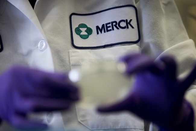 Merck joins companies ending chimpanzee research - National | Globalnews.ca