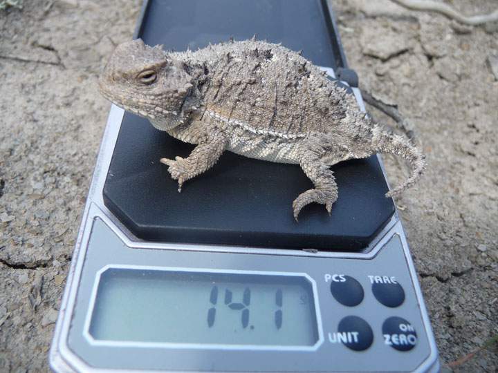Greater Short-Horned Lizard