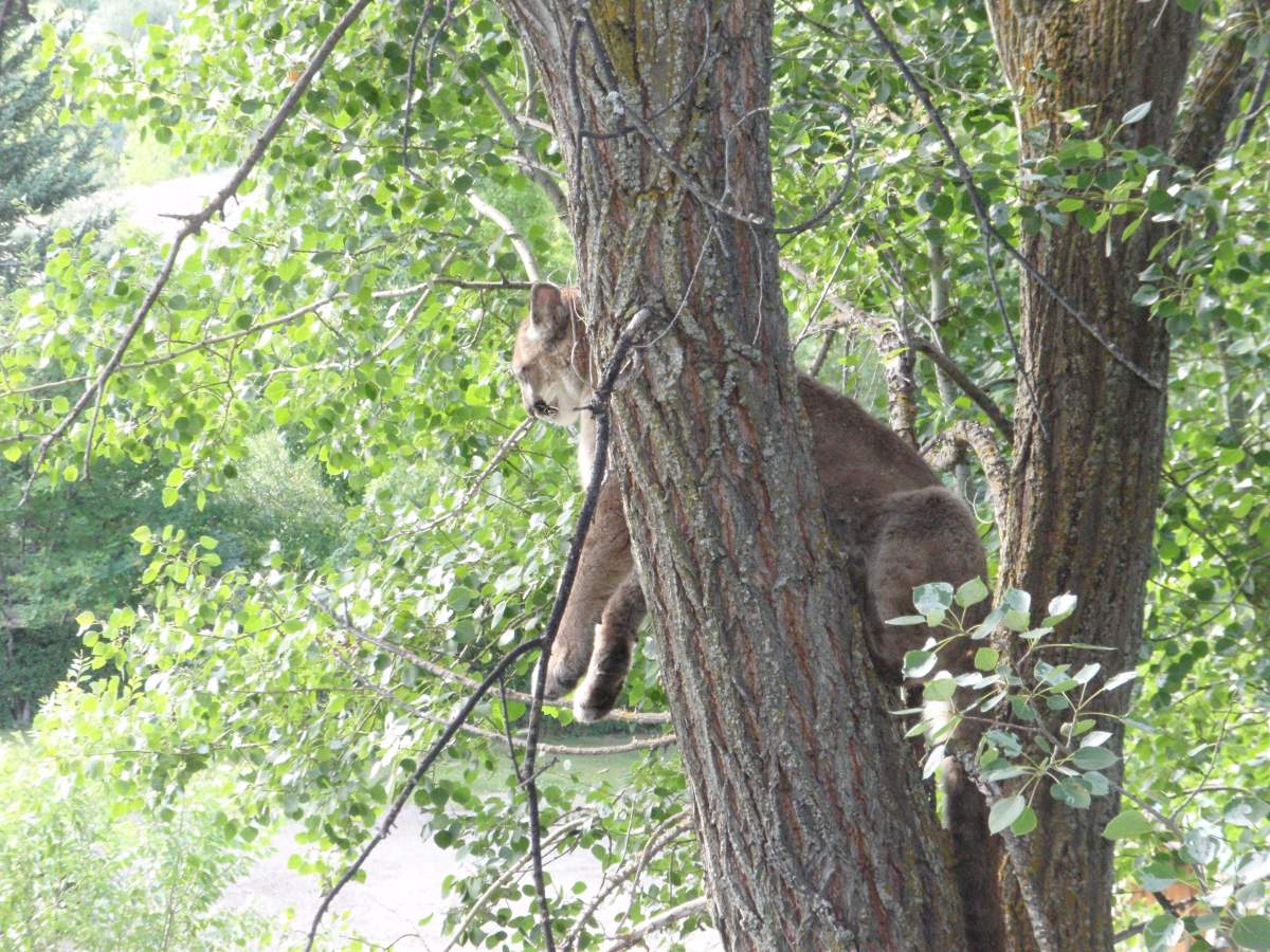 WATCH: Cougar shot in Kelowna’s Black Mountain - image