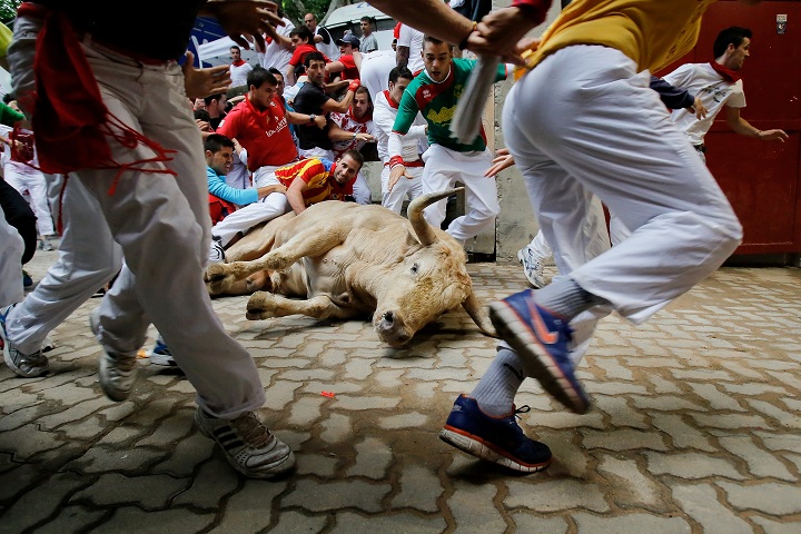 PAMPLONA, SPAIN - JULY 13: Revellers run in to the bullring while a Fuente Ymbro's fighting bull lays on the ground during the eighth day of the San Fermin Running Of The Bulls festival on July 13, 2013 in Pamplona, Spain. The annual Fiesta de San Fermin, made famous by the 1926 novel of US writer Ernest Hemmingway 'The Sun Also Rises', involves the running of the bulls through the historic heart of Pamplona, this year for nine days from July 6-14.