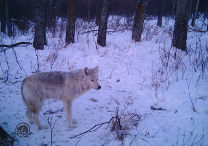 A wolf is captured by a trail camera in Riding Mountain National Park in winter. A lone wolf has been watching staff at a golf course near Pinawa, Man.