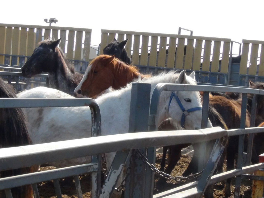 Twenty-five neglected horses seized by Saskatchewan SPCA in March from a rural property near Wynyard.