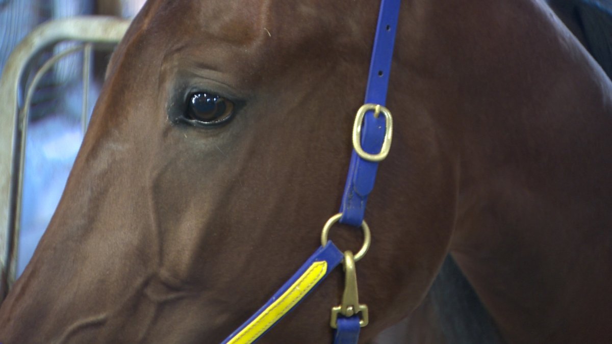 Close up shot of a horse in a harness.