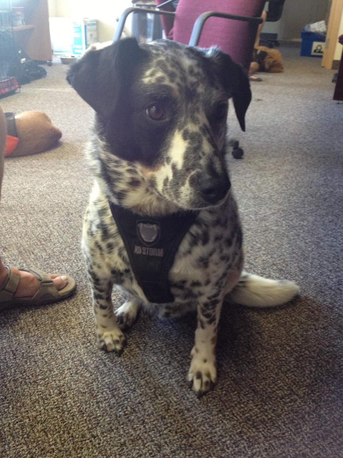 Gambler the service dog