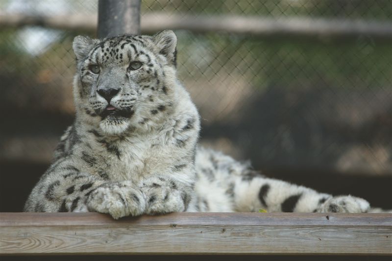 The Assiniboine Park Zoo's snow leopards have their first cubs, which were born Saturday.