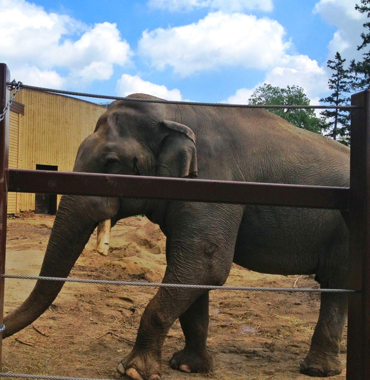 Spike the elephant.