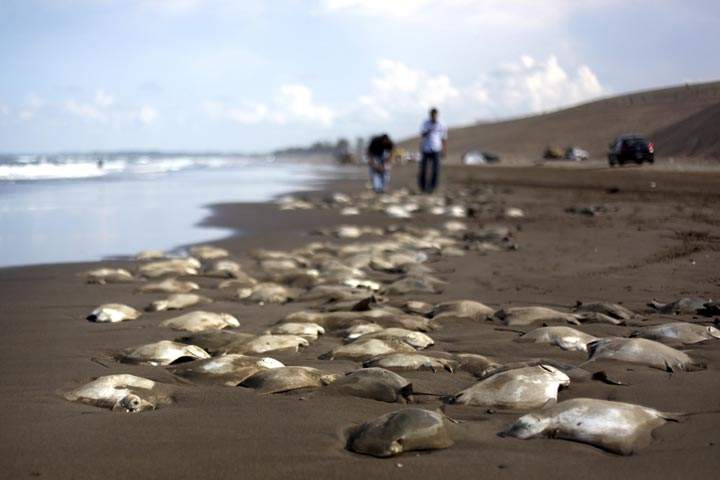 Stingray carcasses litter the shore of the Chachalacas beach near the town of Ursulo Galvan on Mexico's Gulf Coast, Tuesday, July 16, 2013.  