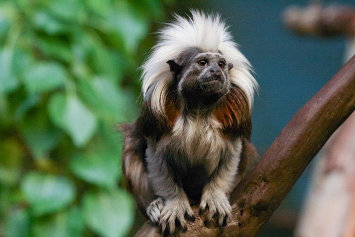 Tamarins like this coming to Winnipeg from Calgary, Assiniboine Park announced July 12, 2013.