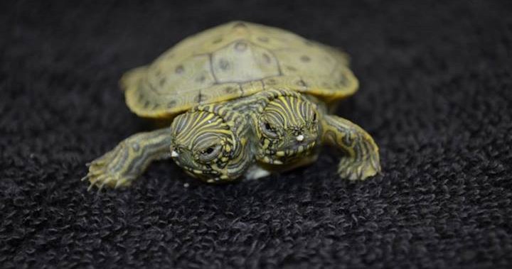 Popular two-headed turtle named Thelma and Louise gets own Facebook page - National | www.bagsaleusa.com