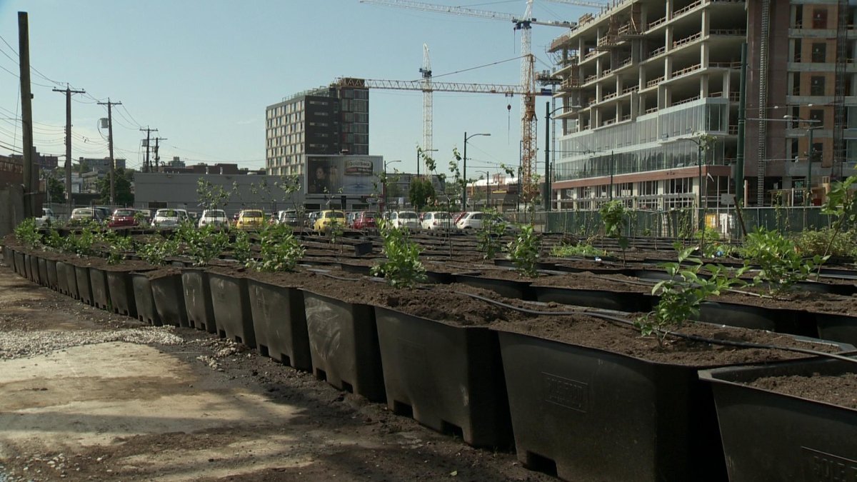 What is an Urban Orchard? Largest in North America opens in Vancouver