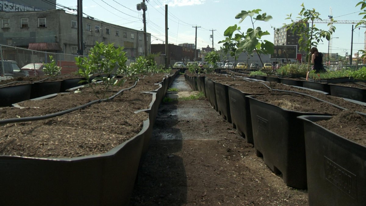What is an Urban Orchard? Largest in North America opens in Vancouver