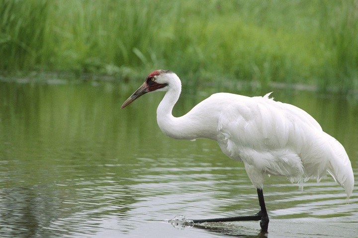 Although believed to be a naturally rare species, the Whooping Crane was designated as endangered by COSEWIC in 1978 because of its rapid decline in the early 20th century.
