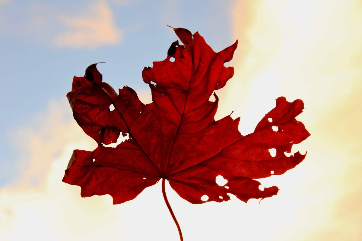 Wruth Delpeg - Campbell River.