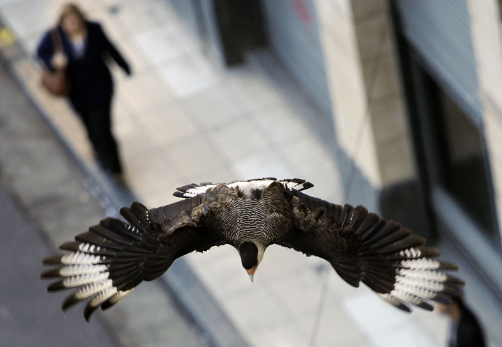 When birds fly away from your car, they're not reacting to your speed but rather the posted speed limit.