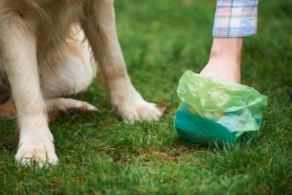 File photo of an owner clearing dog mess. Building owners in Seattle are turning to dog poop DNA testing to nab lazy owners.