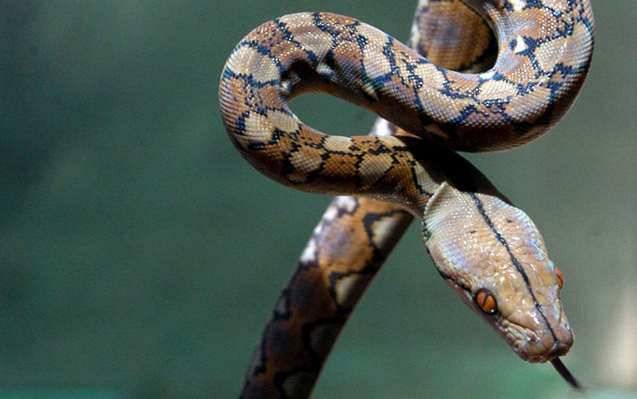 A baby reticulated python.