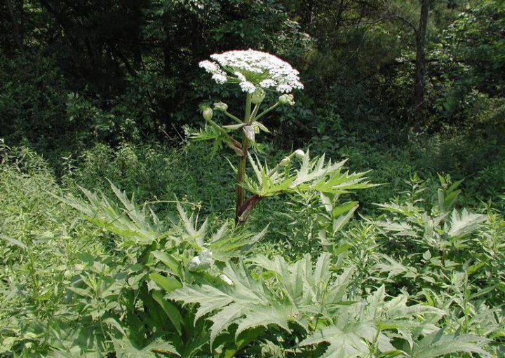 Giant hogweed produces a toxin capable of causing a severe skin rash.