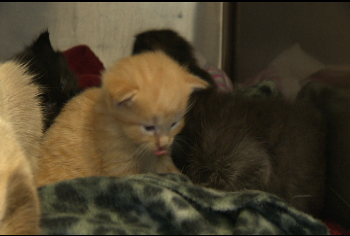 Kittens abandoned in cardboard box - image