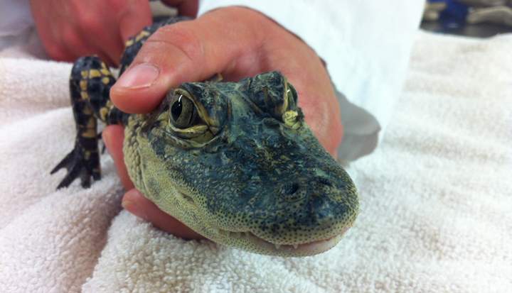 Police found this alligator in a St. Vital home. It could grow as long as 4.5 metres and weight as much as 1,000 pounds as an adult.