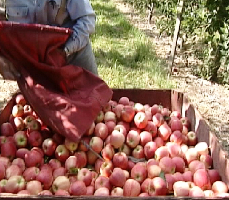 New machine and record prices for fruit growers - image