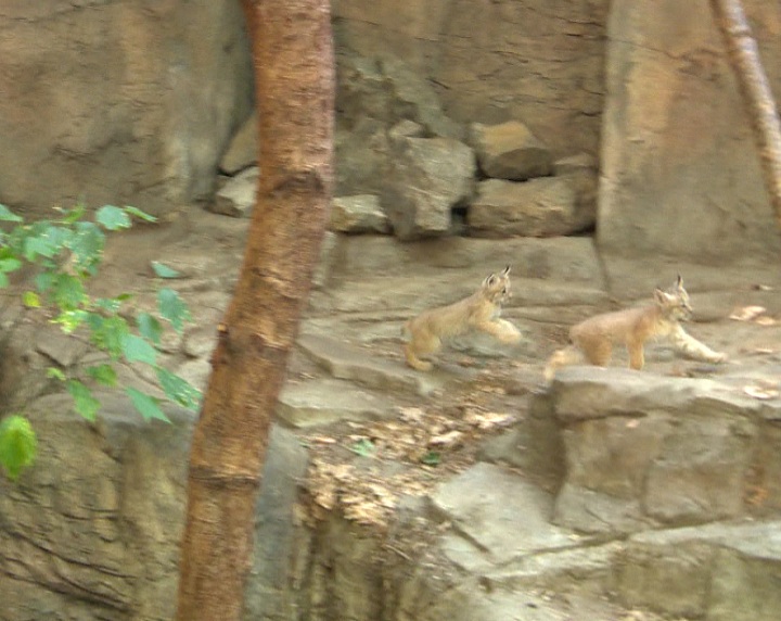 Three playful lynx kittens move into new home at Montreal Biodome