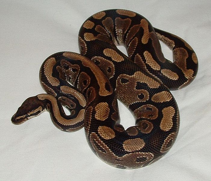 Ball python.