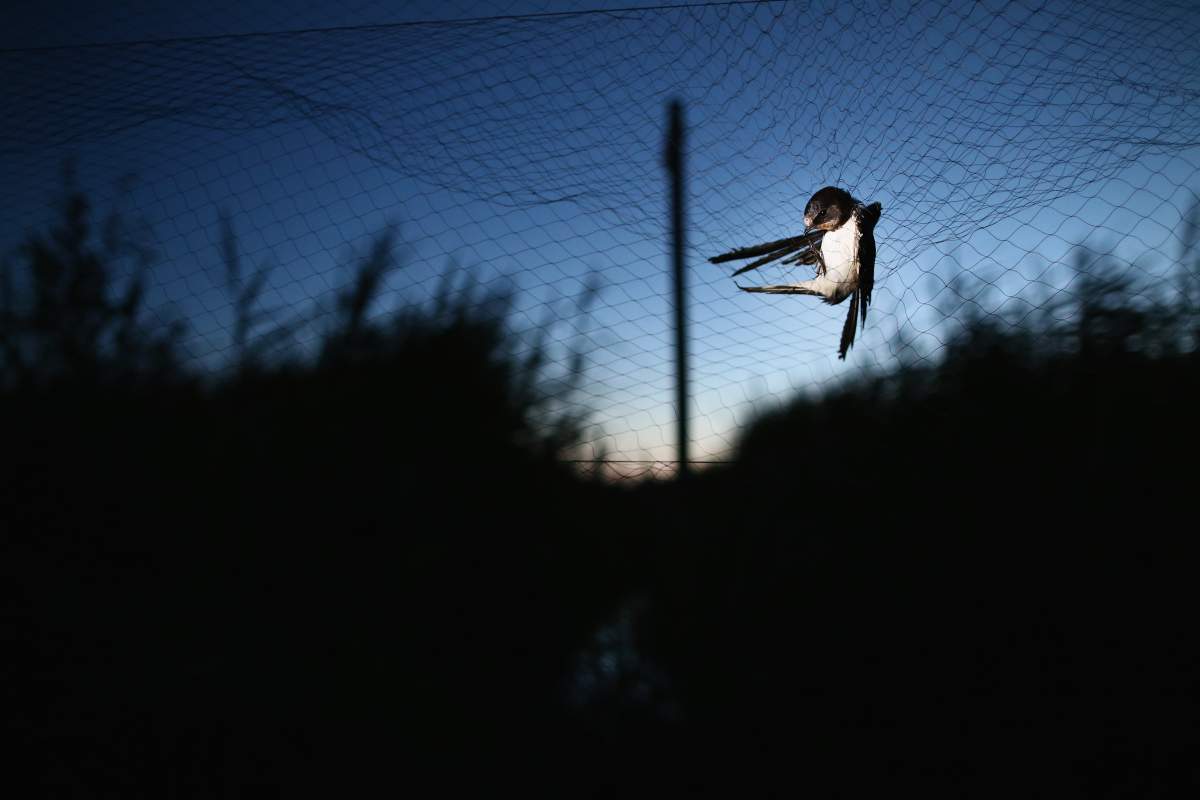 In photos: Birds are captured and recorded at one of the world’s ...