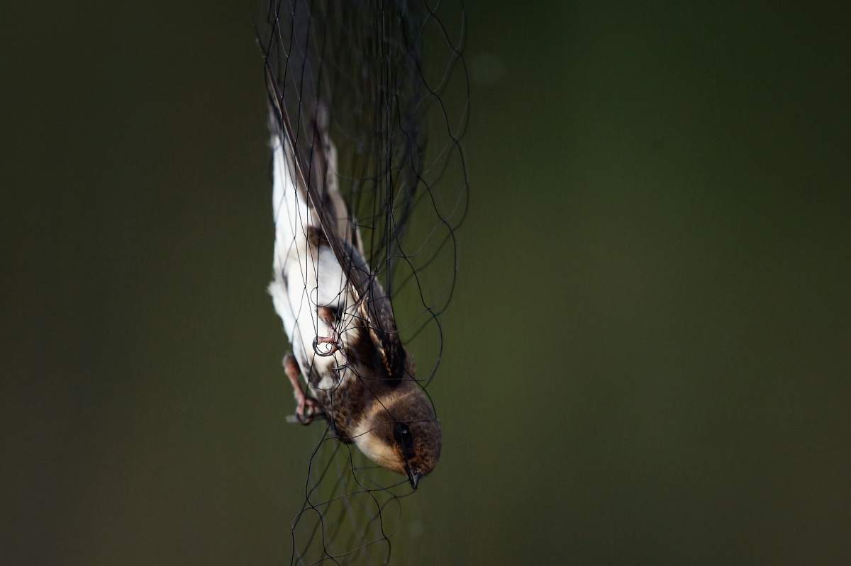 In photos: Birds are captured and recorded at one of the world’s ...