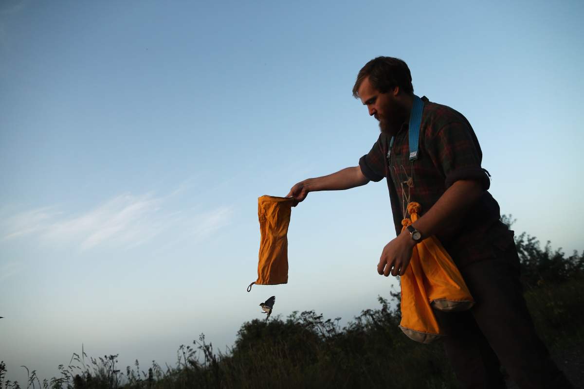 In photos: Birds are captured and recorded at one of the world’s ...